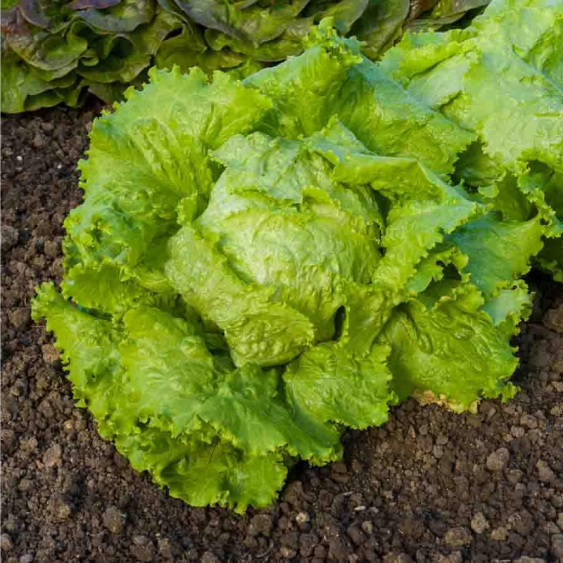 SEMILLAS LECHUGA Batavia Pierre Bénite Vilmorin - Sobre 7 g - Imagen 2