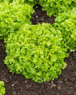 SEMILLAS LECHUGA de Cortar Bionda a Foglia di Quercia Vilmorin – Sobre 7 g