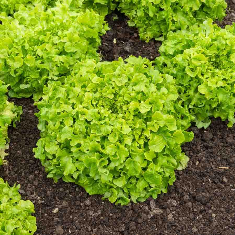 SEMILLAS LECHUGA de Cortar Bionda a Foglia di Quercia Vilmorin - Sobre 7 g - Imagen 2