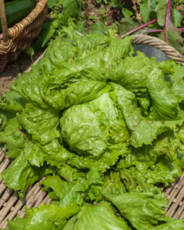 SEMILLAS LECHUGA Grandes Lagos 118 Vilmorin – Sobre 2,5 g