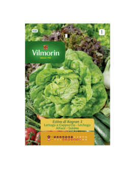 SEMILLAS LECHUGA Kagraner Sommer 3 Vilmorin – Sobre 7 g