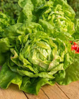 SEMILLAS LECHUGA Reina de Mayo Vilmorin – Sobre 7 g