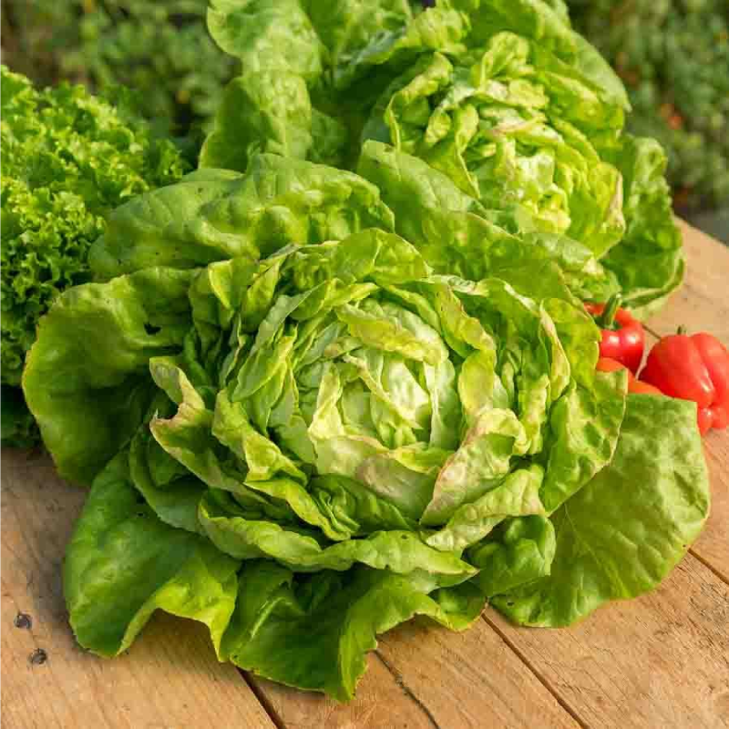 SEMILLAS LECHUGA Reina de Mayo Vilmorin - Sobre 7 g - Imagen 2