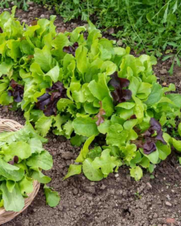 SEMILLAS MEZCLA DE ENSALADAS Vilmorin – Sobre 7 g