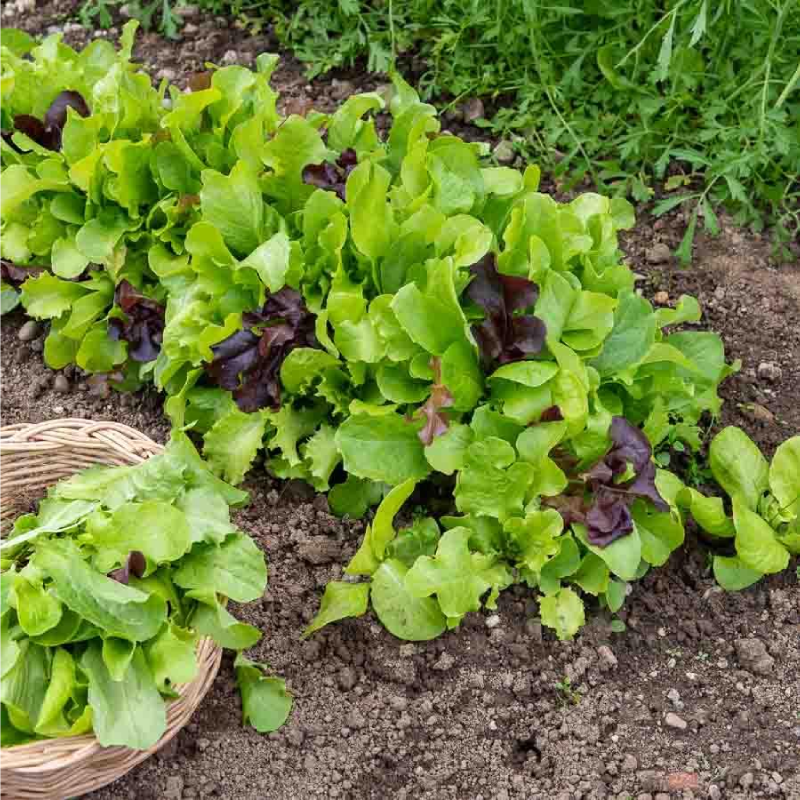 SEMILLAS MEZCLA DE ENSALADAS Vilmorin - Sobre 7 g - Imagen 2