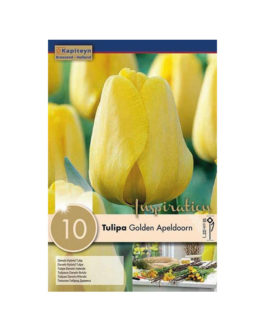 Bolsa Tulipán Golden Apeldoorn