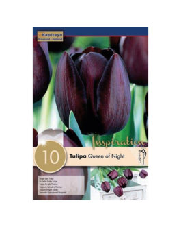 Bolsa Tulipán Queen of Night