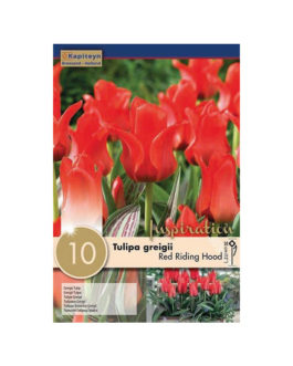 Bolsa Tulipán greigii  Red Riding Hood