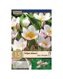 Bolsa Tulipán bakeri  Lilac Wonder