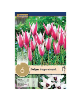 Bolsa Tulipán  Peppermintstick