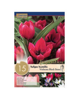 Bolsa Tulipán humilis  Violacea Black Base