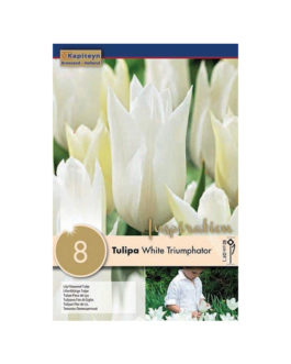 Bolsa Tulipán White Triumphator