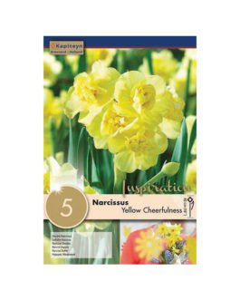 Bolsa Narcissus  Yellow Cheerfulness