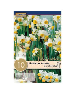 Bolsa Narcissus tazetta  Canaliculatus