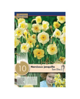 Bolsa Narcissus jonquilla  Sun Disc
