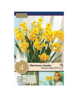 Bolsa Narcissus tazetta  Grand Soleil d’Or