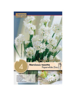 Bolsa Narcissus tazetta  Paperwhite Ziva