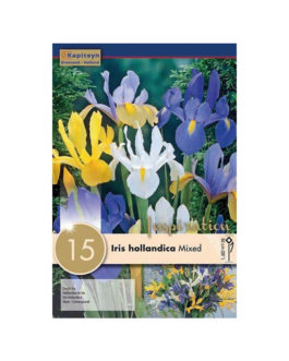 Bolsa Iris hollandica Mixed