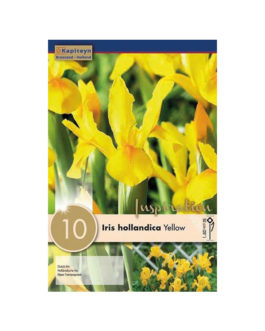Bolsa Iris hollandica Yellow