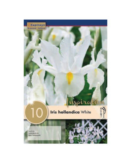 Bolsa Iris hollandica White