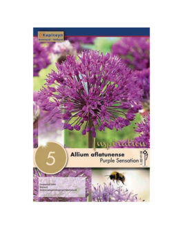 Bolsa Allium aflatunense  Purple Sensation
