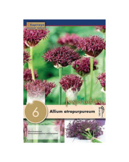 Bolsa Allium atropurpureum