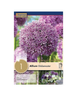Bolsa Allium Globemaster