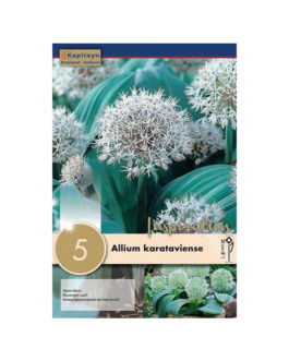 Bolsa Allium karataviense