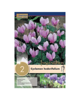 Bolsa Cyclamen hederifolium