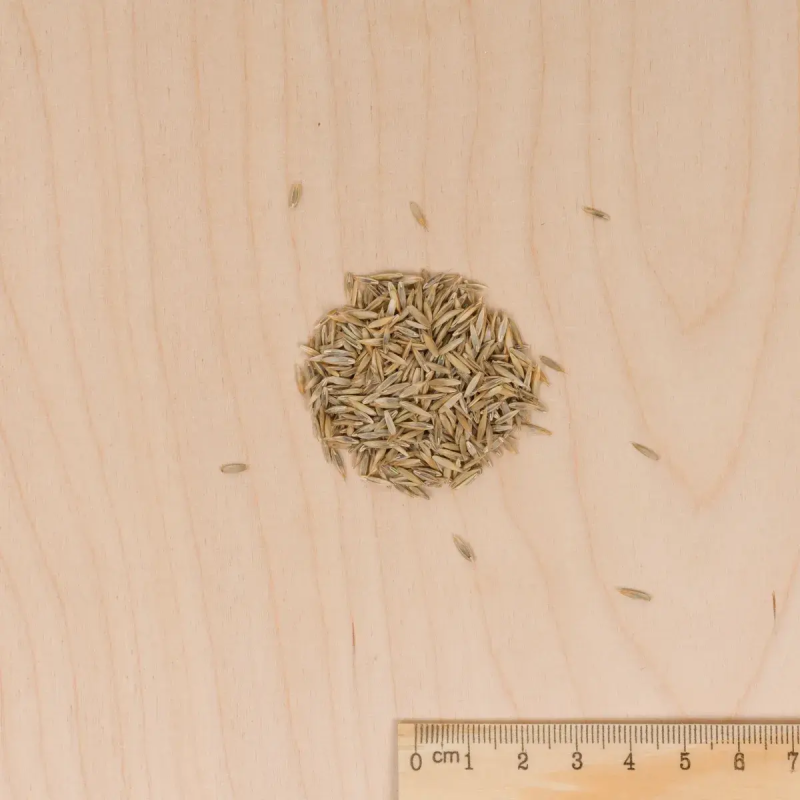 CÉSPED TERRENOS SECOS Vilmorin - 5 kg - Imagen 2