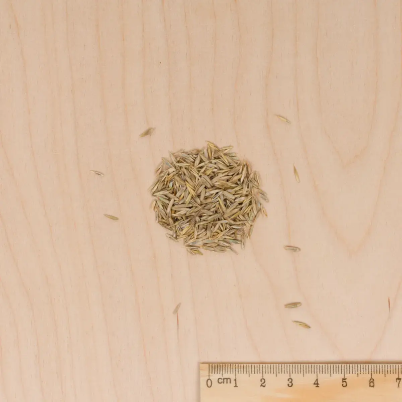CÉSPED SIETE DÍAS Vilmorin - 1 kg - Imagen 2