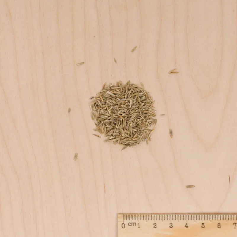 CÉSPED SOMBRA Vilmorin - 1 kg - Imagen 2