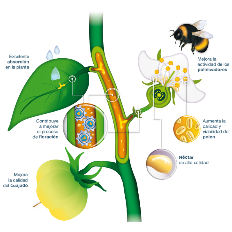 Bioestimulante agrícola Kynetic4® Seipasa - 5 L - Imagen 2