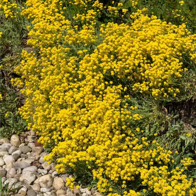 SEMILLAS ALISO Amarillo Corbeille d'Or Vilmorin - Sobre 0,5 g - Imagen 2