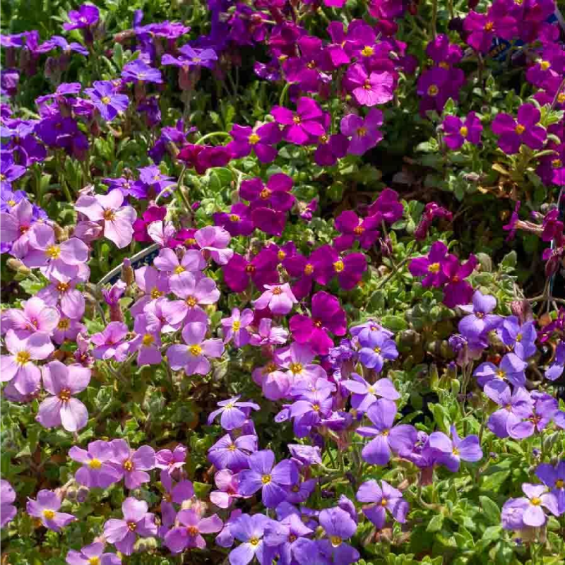 SEMILLAS AUBRIETA Variada Vilmorin - Sobre 0,3 g - Imagen 2