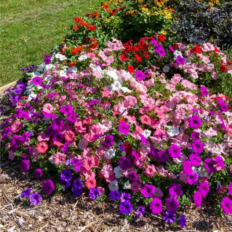 SEMILLAS PETUNIA Enana Variada Vilmorin - Sobre 0,3 g - Imagen 2