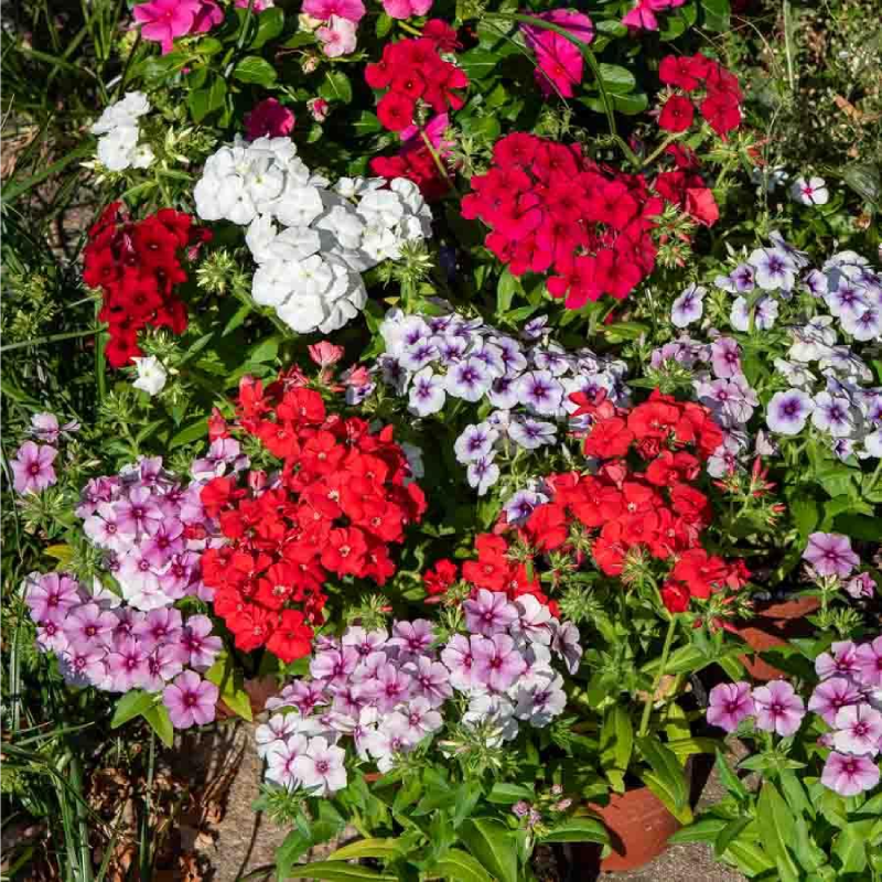 SEMILLAS FLOX Drummond Gran Flor Variada Vilmorin - Sobre 0,8 g - Imagen 2