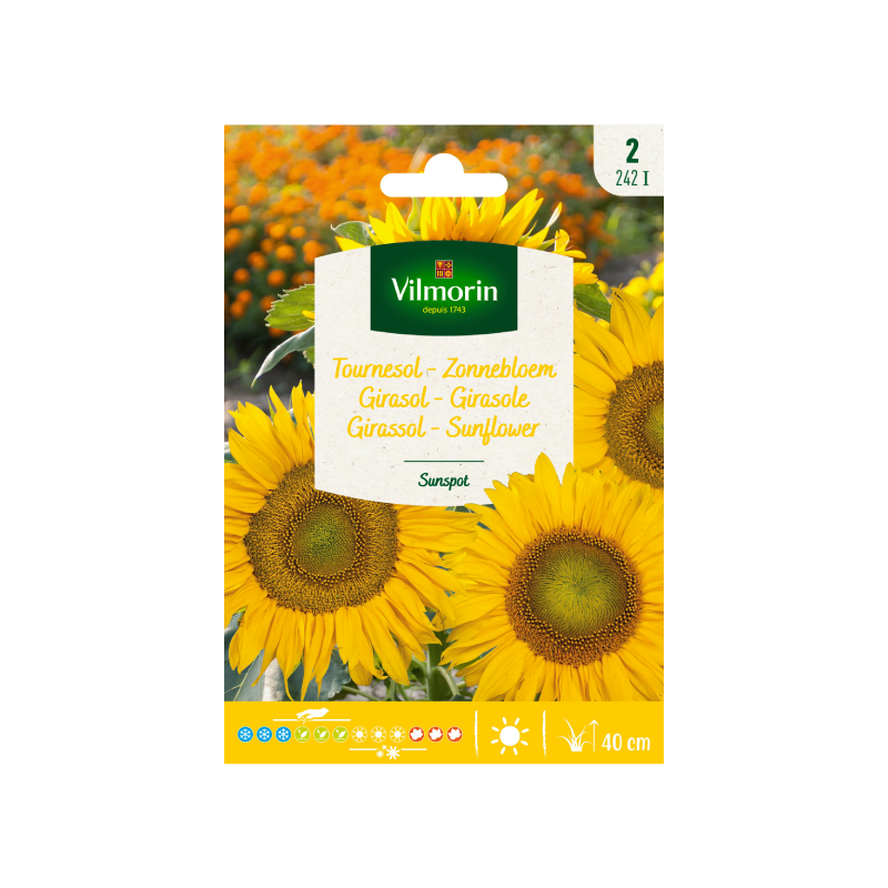 SEMILLAS GIRASOL Enano Sunspot Vilmorin - Sobre 1,5 g