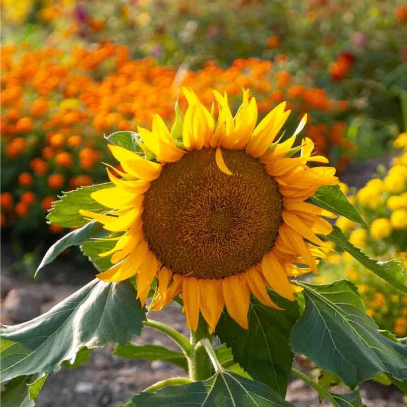 SEMILLAS GIRASOL Enano Sunspot Vilmorin - Sobre 1,5 g - Imagen 2