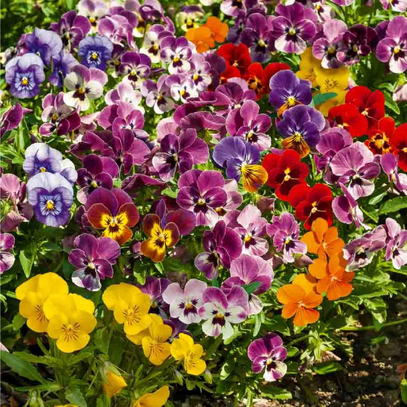 SEMILLAS VIOLA Cornuta Variada Vilmorin - Sobre 0,6 g - Imagen 2