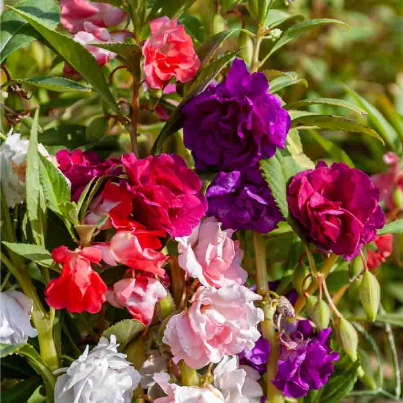 SEMILLAS BALSAMINA Camelia Doble Variada Vilmorin - Sobre 1,5 g - Imagen 2