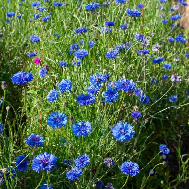 SEMILLAS CENTAUREA Azul Vilmorin - Sobre 2 g - Imagen 2