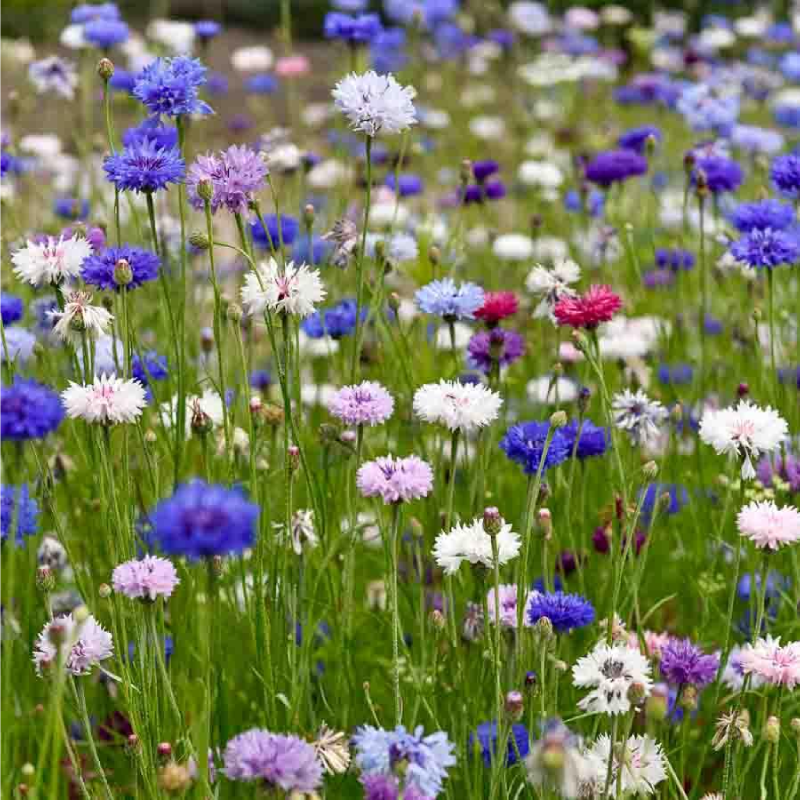 SEMILLAS CENTAUREA Azul Doble Variada Vilmorin - Sobre 2 g - Imagen 2