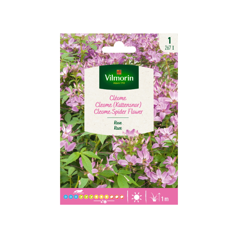 SEMILLAS CLEOMA Rosa Vilmorin - Sobre 2 g