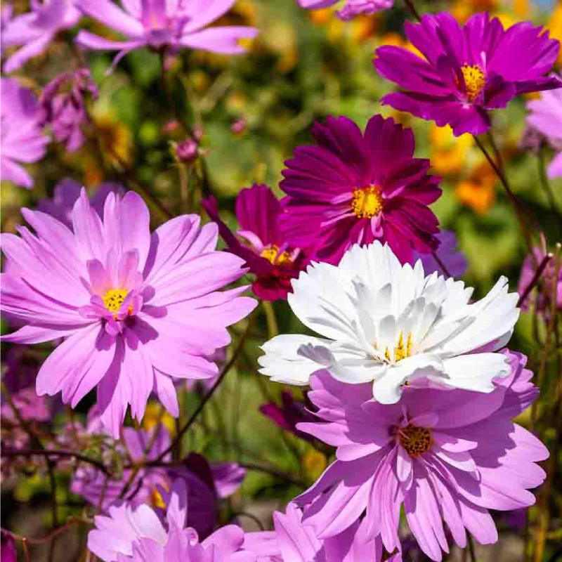 SEMILLAS COSMOS Psique Vilmorin - Sobre 1,5 g - Imagen 2