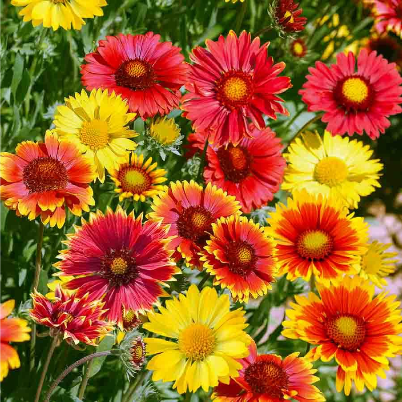 SEMILLAS GALLARDÍA Grandes Flores Vilmorin - Sobre 1,5 g - Imagen 2
