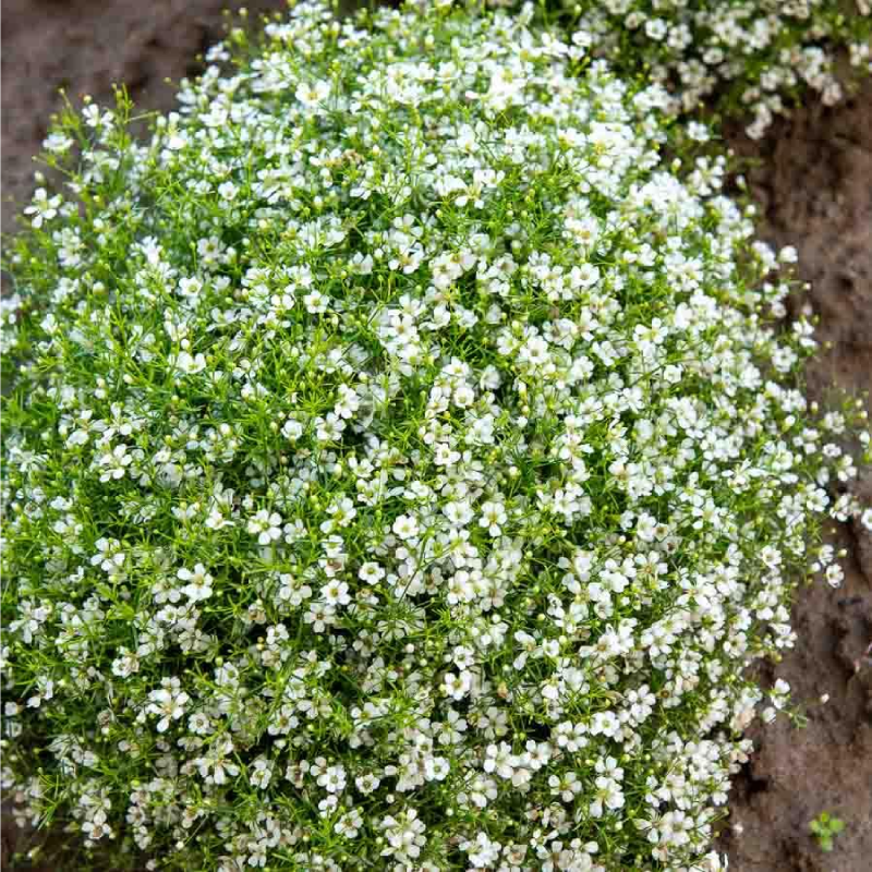 SEMILLAS GIPSOFILA Nube Blanca Vilmorin - Sobre 1 g - Imagen 2