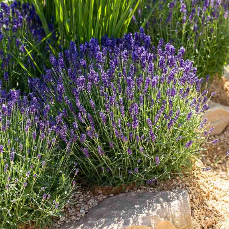 SEMILLAS LAVANDA Verdadera Vilmorin - Sobre 1,5 g - Imagen 2