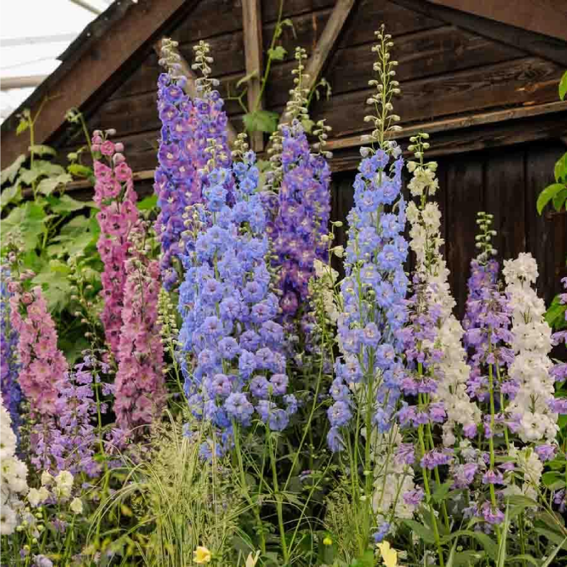 SEMILLAS DELPHINIUM Imperial Gigante Doble Variado Vilmorin - Sobre 1,5 g - Imagen 2