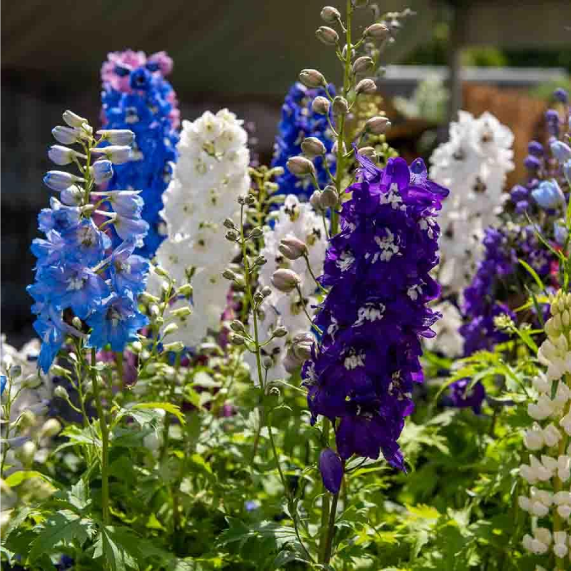 SEMILLAS DELPHINIUM Perenne Variado Vilmorin - Sobre 0,5 g - Imagen 2